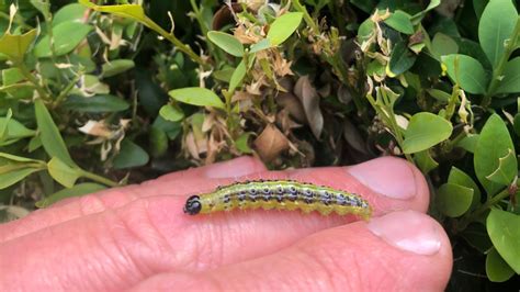 box caterpillar distribution|box tree caterpillar care.